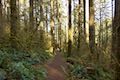 Maple Ridge Trail