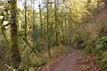 Maple Ridge Trail Silver Falls Oregon