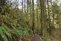 Maple Ridge Trail Ferns