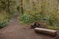 Maple Ridge Trail Log Bench