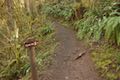 Frenchie Falls Trail Silver Falls State park