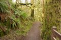 Frenchie Falls Trail Silver Falls State park