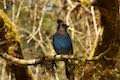 Stellars Jay