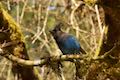 Stellars Jay Silver Falls State Park