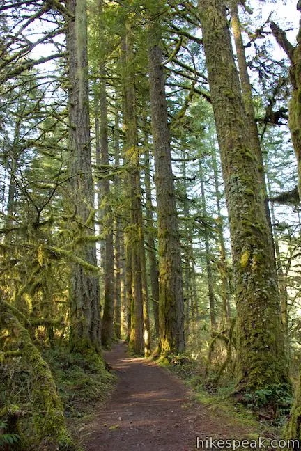 Maple Ridge Trail Silver Falls State Park