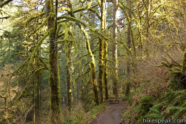 Maple Ridge Trail