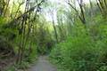 Shelter Loop Trail Marquam Nature Park