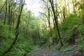 Shelter Loop Trail Marquam Nature Park