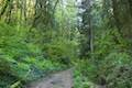 Shelter Loop Trail Marquam Nature Park