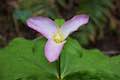 Trillium Wildflower Oregon