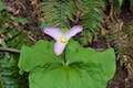 Trillium Wildflower Oregon