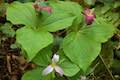 Trillium Wildflower Oregon