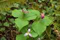 Trillium Wildflower Oregon