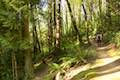 Marquam Trail Portland