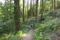 Marquam Trail Hike Marquam Nature Park