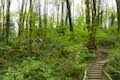 Marquam Trail Marquam Nature Park