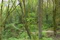 Marquam Trail Marquam Nature Park