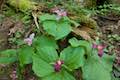Marquam Trail Trillium Wildflower