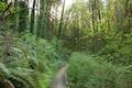 Marquam Trail Ferns Marquam Nature Park