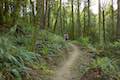 Towhee Trail Marquam Nature Park