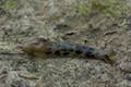 Banana Slug Marquam Nature Park