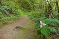 Trillium Marquam Nature Park