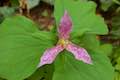 Trillium Marquam Nature Park