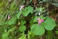 Trillium Marquam Nature Park