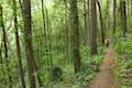 Upper Marquam Hill Trail Marquam Nature Park