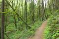 Marquam Trail Hike Portland