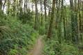 Marquam Trail Hike Portland