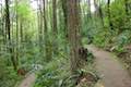 Shelter Loop Trail Marquam Nature Park