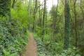 Shelter Loop Trail Marquam Nature Park