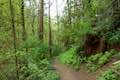 Shelter Loop Trail Marquam Nature Park