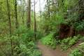 Shelter Loop Trail Marquam Nature Park