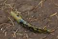 Banana Slug Marquam Nature Park