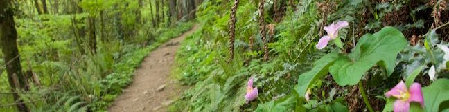 Marquam Nature Park Loop Hike West Hills Southwest Portland Oregon Marquam Trail