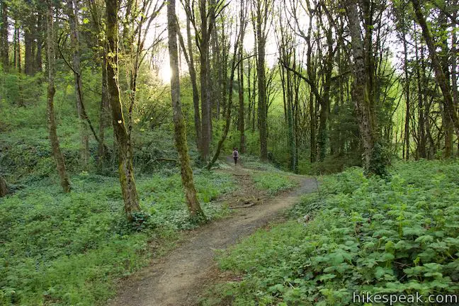 Towhee Trail Marquam Nature Park