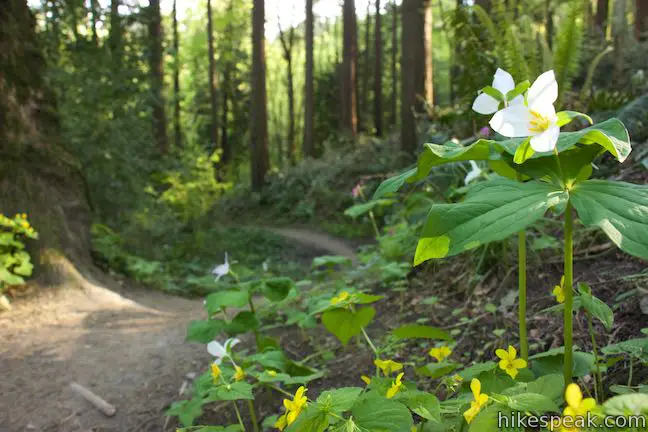 Marquam Trail Wildflowers
