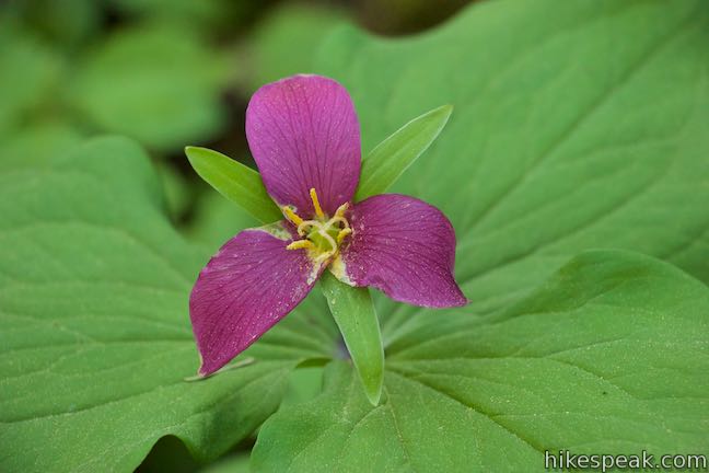 Marquam Nature Park Trillium