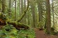 Old Salmon River Trail Old Growth Forest