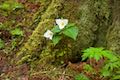 Trillium Flower Mount Hood National Forest