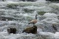 Salmon River Goose
