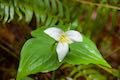 Trillium Flower Mount Hood National Forest