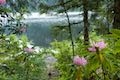Trillium Lake Rhododendron