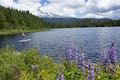 Trillium Lake Lupines