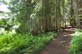 Trillium Lake Trail