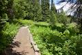 Trillium Lake Trail Columbine