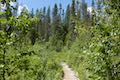 Trillium Lake Boardwalk