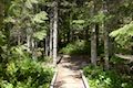 Trillium Lake Trail